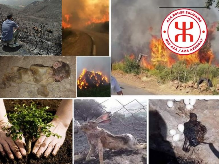 La Kabylie en proie aux incendies : l’Aza-Rouge lance une cagnotte solidaire