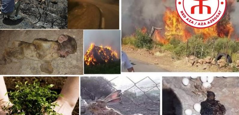La Kabylie en proie aux incendies : l’Aza-Rouge lance une cagnotte solidaire