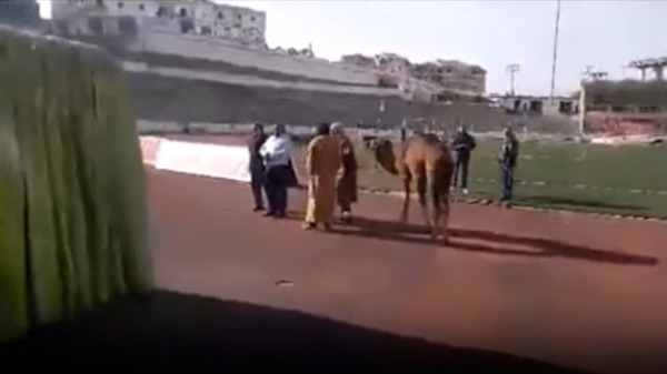 Le stade de la JSK exorcisé : ayant échoué avec le mouton, la direction fait appel à un chameau (vidéo) Le stade de la JSK exorcisé : ayant échoué avec le mouton, la direction fait appel à un chameau (vidéo)