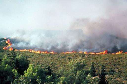 AQVU : un collectif citoyen contre les feux de forêts est né
