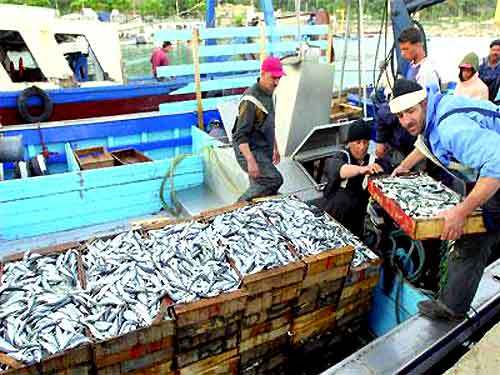 Une femme cadre dans un ministère en a fait la confidence : le poisson pêché en Algérie serait toxique Une femme cadre dans un ministère en a fait la confidence : le poisson pêché en Algérie serait toxique