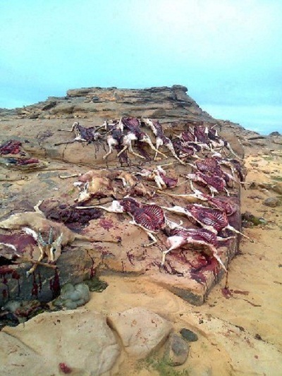 Chasse à l'outarde et à la gazelle en Algérie : les émirs braconniers achètent le silence des autorités Chasse à l'outarde et à la gazelle en Algérie : les émirs braconniers achètent le silence des autorités