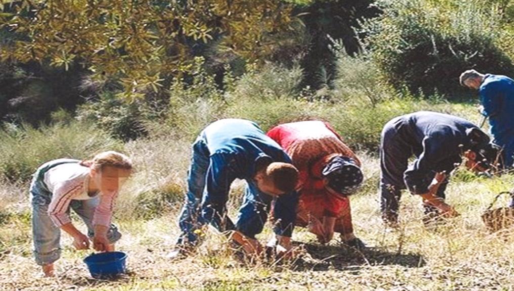 Vgayet premier producteur d'huile d'olive en Kabylie : 20 millions de litres cette année Vgayet premier producteur d'huile d'olive en Kabylie : 20 millions de litres cette année