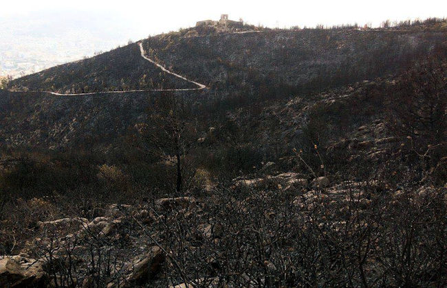Un incendie gigantesque a dévasté le Parc de Gouraya : Réaction du Centre Kabyle de l'Environnement Un incendie gigantesque a dévasté le Parc de Gouraya : Réaction du Centre Kabyle de l'Environnement