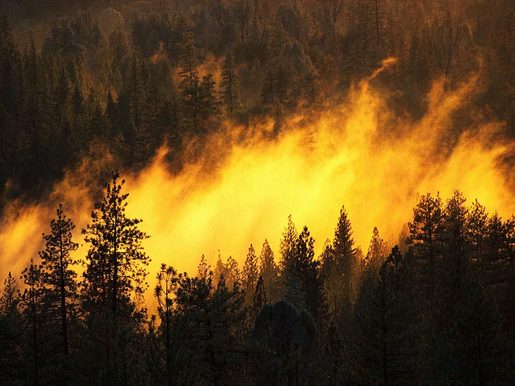 Vgayet : le parc national de Gouraya est la proie des flammes Vgayet : le parc national de Gouraya est la proie des flammes