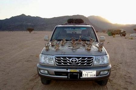 Algérie : les émirs arabes exterminent l'outarde et la gazelle avec la bénédiction des autorités Algérie : les émirs arabes exterminent l'outarde et la gazelle avec la bénédiction des autorités