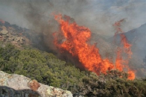 La Fédération nationale des travailleurs des forêts : des lobbies d'affairistes derrière les feux de forêts