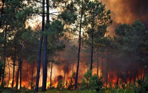 Feu de forêts en Kabylie : la responsabilité criminelle de l'armée algérienne de plus en plus évidente