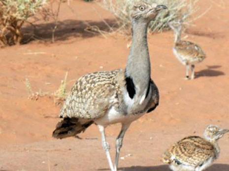 Algérie : Les braconniers sont de retours pour décimer outardes et gazelles du désert