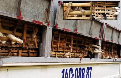 Vietnam: des milliers de chats enterrés...vivants !