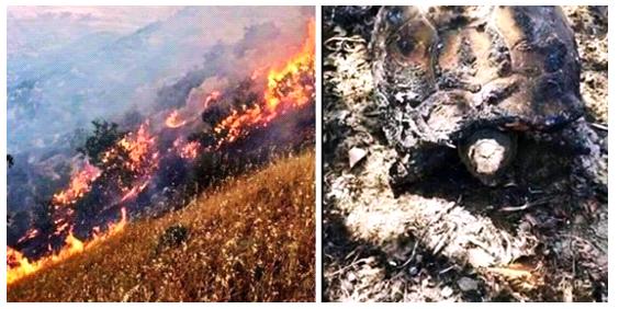 URGENT / Communiqué sur la situation au Kurdistan : La Turquie continue à commettre des crimes de guerre